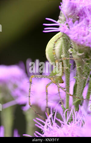 Verde aggressivo Lynx spider in camuffamento su steli verdi di una luminosa viola pennello Foto Stock