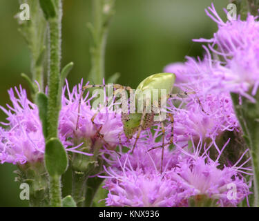 Green Lynx spider sul pennello viola mostra di piante modello distintivo sulla dorsale che rendono questi così facile da identificare Foto Stock