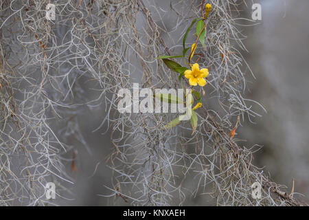 Giallo (Jessamine Gelsemium sempervirens) in Congaree National Park, Carolina del Sud, fioritura nel mezzo di muschio Spagnolo. Foto Stock