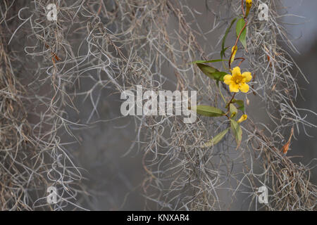 Giallo (Jessamine Gelsemium sempervirens) in Congaree National Park, Carolina del Sud, fioritura nel mezzo di muschio Spagnolo. Foto Stock