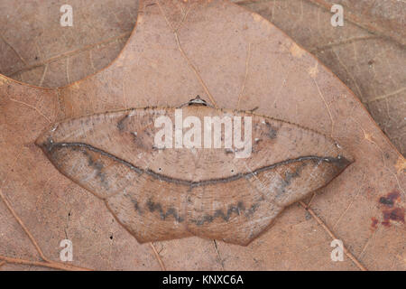 Grande Acero falena Spanworm mostra camoflague sulla caduta foglie in Congaree Parco Nazionale. Foto Stock