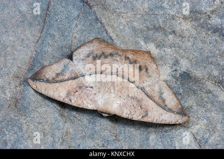 Grande Acero falena Spanworm mostra camoflague sulla caduta foglie in Congaree Parco Nazionale. Foto Stock
