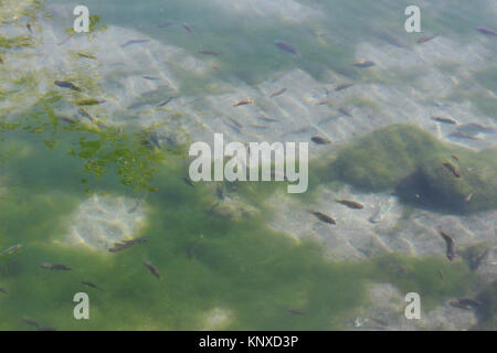 Pesce in acqua poco minuscoli organismi aumentando la bellezza di acqua, acqua chiara sul verde dei muschi. pesce che nuota sott'acqua può essere utilizzata come sfondo Foto Stock