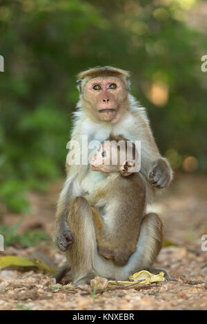 Toque Macaque (Macaca sinica) Foto Stock