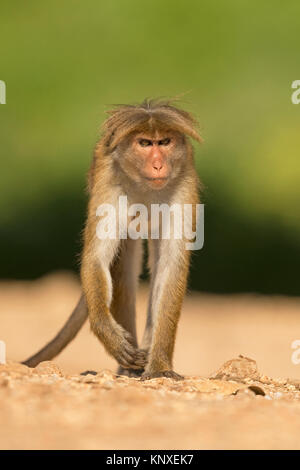 Toque Macaque (Macaca sinica) Foto Stock
