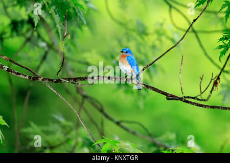 Bluebird nella struttura ad albero Foto Stock