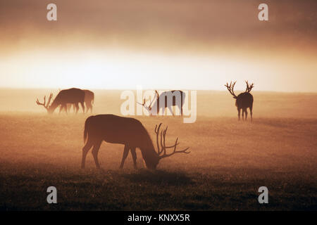 Père David deer (Elaphurus davidianus) in early morning mist, Woburn Deer Park, Bedfordshire, Regno Unito.