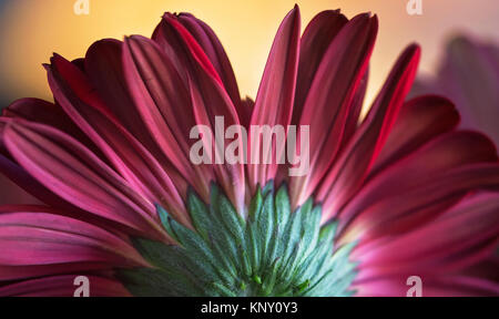 Gerbera daisy still life Foto Stock