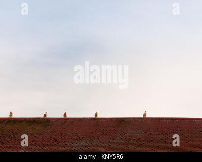 Numerosi white gabbiani sulla cima di una chiesa in piastrelle piatto tetto sky sfondo spazio; essex; Inghilterra; Regno Unito Foto Stock