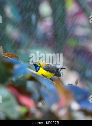 Maschio a becco giallo o Sunbird oliva-backed Sunbird (Nectarinia jugularis o Cinnyris jugularis) la balneazione in un irroratore, Queensland, Australia Foto Stock