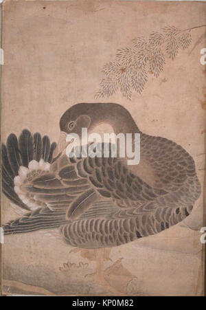 Goose Preening la sua coda , Folio dall'Album Bellini ha incontrato sf66-266-7-10b Goose Preening la sua coda , Folio dall'Album Bellini ha incontrato sf66-266-7-10b /451963 Foto Stock