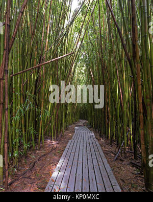 Il sentiero Pipiwai anche se la foresta di bamboo Foto Stock