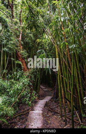 Il sentiero Pipiwai anche se la foresta di bamboo Foto Stock