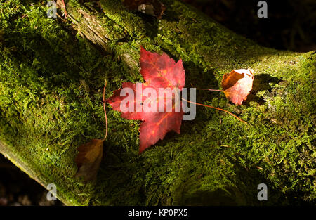 Caduta di una foglia di acero sul suolo della foresta in Campton, New Hampshire, STATI UNITI D'AMERICA Foto Stock