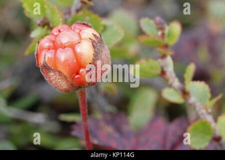 Close-up di un cloudberry con sfondo sfocato trovati in Canada Artico Foto Stock