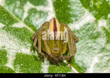 Vista ravvicinata di un verde huntsman spider, Micrommata virescens, sulla sommità di una foglia Foto Stock