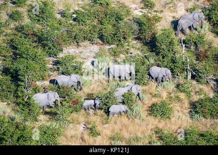 Vista aerea della mandria di l'elefante africano (Loxodonta africana) camminando sulla terra asciutta, Okavango Delta, Botswana, Africa.