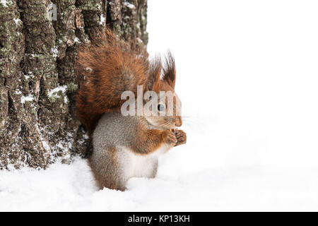 Scoiattolo rosso si trova nel parco innevato nei pressi di albero e si mangia il dado, primo piano Foto Stock