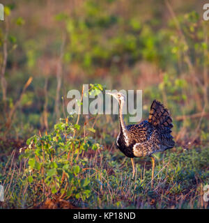 Rospo bustard nel parco nazionale di Kruger, Sud Africa ; Specie Lissotis melanogaster famiglia di Otididae Foto Stock