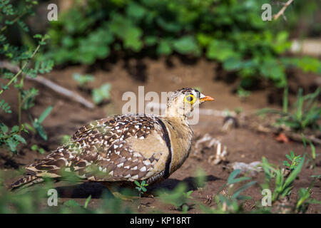 Doppio sandgrouse nastrati nel parco nazionale di Kruger, Sud Africa ; Specie Pterocles bicinctus famiglia di Pteroclidae Foto Stock