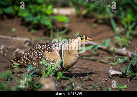 Doppio sandgrouse nastrati nel parco nazionale di Kruger, Sud Africa ; Specie Pterocles bicinctus famiglia di Pteroclidae Foto Stock