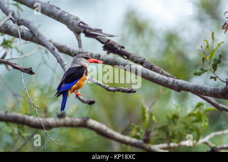 A testa grigia kingfisher nel parco nazionale di Kruger, Sud Africa ; Specie Halcyon leucocephala di famiglia Alcedinidae Foto Stock