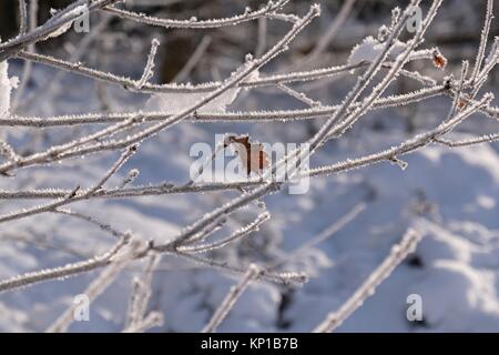 Foglie di quercia in inverno Foto Stock