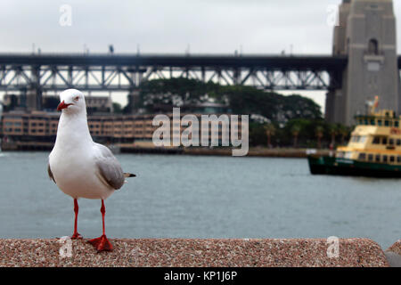 Seagull nel porto di Sydney su un nuvoloso giorno di ottobre Foto Stock