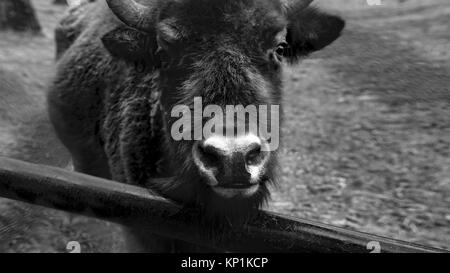 Zubron - ibrido di bovini domestici e il bisonte europeo - monocromatico Foto Stock