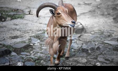 Close up capre di montagna ritratto nel giardino zoologico Foto Stock