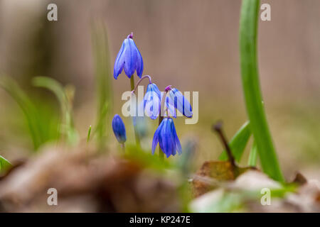 Bluebells nella foresta di primavera. Il primo bluebells con fiori blu di crescere su una radura in una foresta. Primo Fiore blu snowdrop Foto Stock