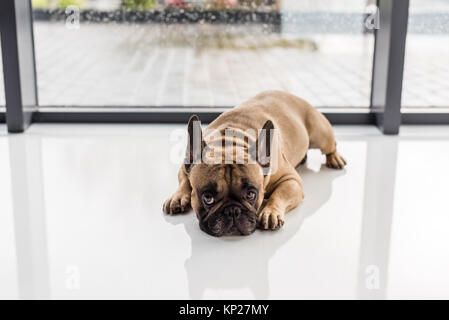 Bulldog francese sdraiato sul pavimento Foto Stock