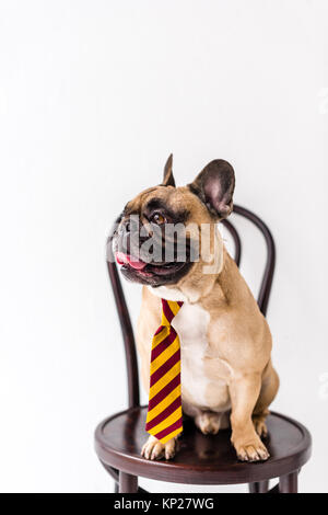 Bulldog in cravatta a strisce Foto Stock