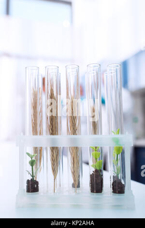 Provette in laboratorio chimico Foto Stock