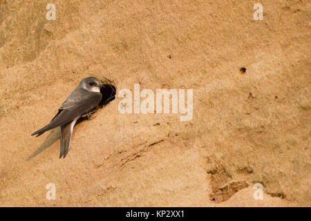 Sabbia Martin / Banca Swallow ( Riparia Riparia ) arroccato nella parte anteriore del suo foro di nido, che trasportano il materiale di nidificazione nel suo becco, fauna selvatica, l'Europa. Foto Stock