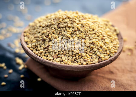 Trigonella foenum-graecum,methi,fieno greco in un vaso di argilla. Foto Stock