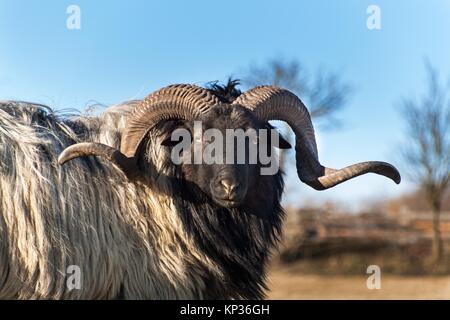 Il pascolo della RAM in un pascolo. Una vista della ram alla testa. Pomeriggio autunnale dell'azienda. Allevamento di Bestiame Foto Stock