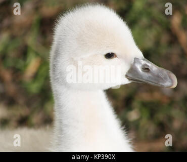 Morbido e soffice baby Cigno. Questo minuscolo Cygnet è meno di una settimana di età Foto Stock