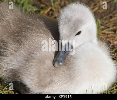 Morbido e soffice baby Cigno. Questo minuscolo Cygnet è meno di una settimana di età Foto Stock