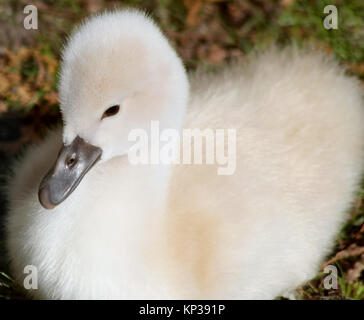 Morbido e soffice baby Cigno. Questo minuscolo Cygnet è meno di una settimana di età Foto Stock