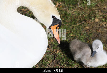 Femmina di Cigno veglia sul suo piccolo 3 giorno Cygnet vecchio Foto Stock