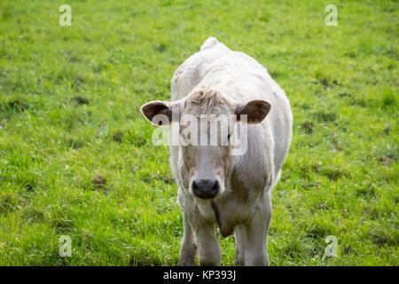 Limousin mucca in un Regno Unito campo di fattoria Foto Stock