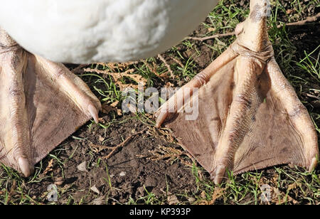 Piedini a gambo di un adulto Cigno Foto Stock