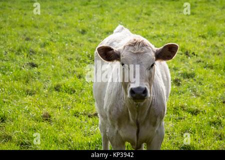 Limousin mucca in un Regno Unito campo di fattoria Foto Stock