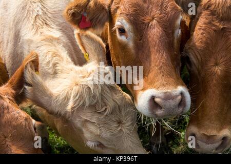 Limousin vacche in una fattoria britannica campo Foto Stock