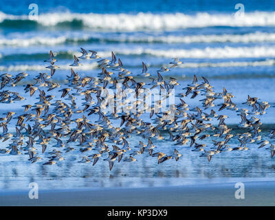 Shore uccelli lungo la Pacific Rim National Park, Canada Foto Stock