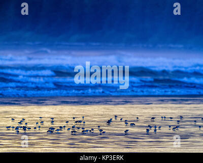 Shore uccelli lungo la Pacific Rim National Park, Canada Foto Stock