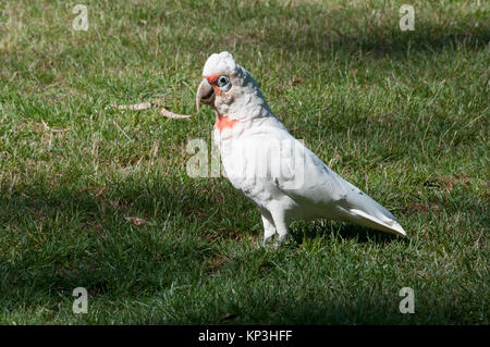 A lungo fatturati corella, un australiano parro nativo, navigazione al Giubileo Lago, Daylesford, western Victoria, Australia Foto Stock