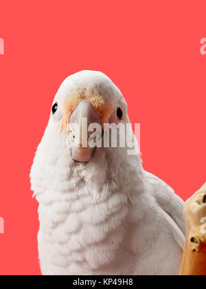 Una vista frontale di uccello Foto Stock