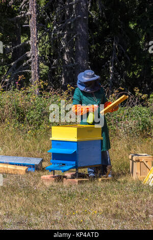 Un uomo lavora in un apiario raccogliendo miele delle api Foto Stock